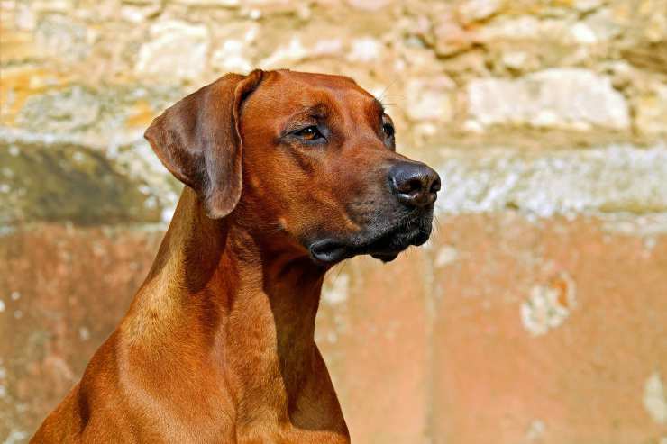 Il cane in attesa del padrone (Foto Pixabay)