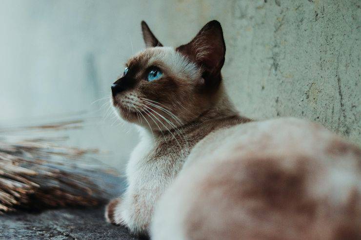 Vivere con un siamese