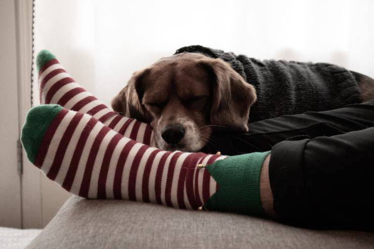 Come gli odori di casa influiscono sul cane