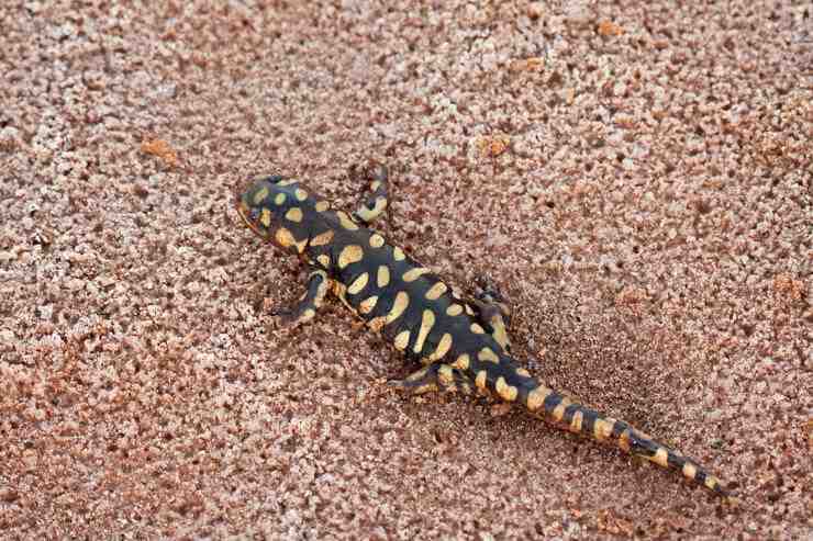 salamandra tigre