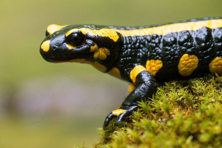 salamandra