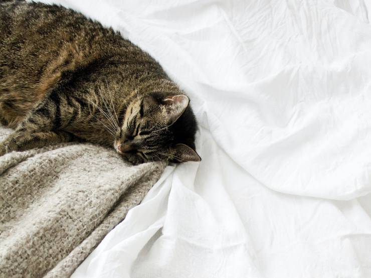 Buttare il gatto fuori dal letto