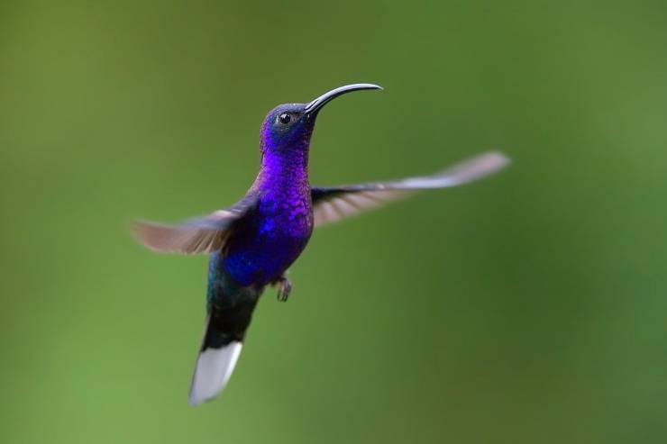 colibrì sciabolatore violetto test spirito guardiano