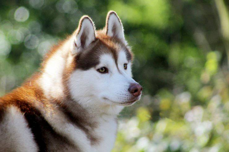 Siberian Husky