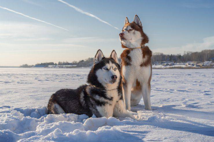 siberian husky cane