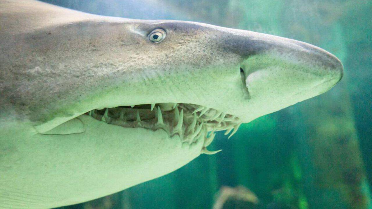 Animali Cannibali Le Specie In Natura Che Praticano Il Cannibalismo