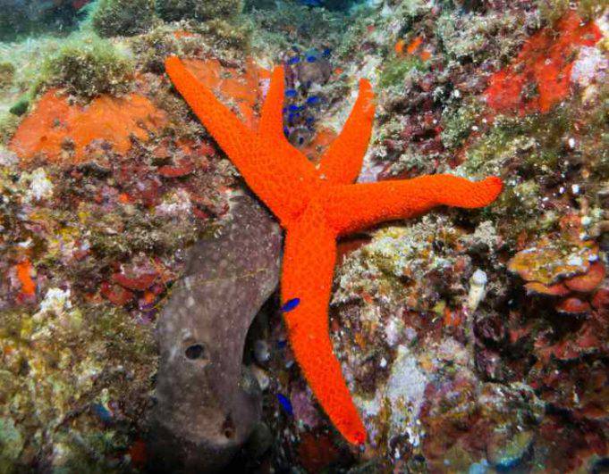 Stelle marine curiosità e fatti interessanti poco noti su queste creature Stelle marine curiosità e fatti interessanti poco noti su queste creature