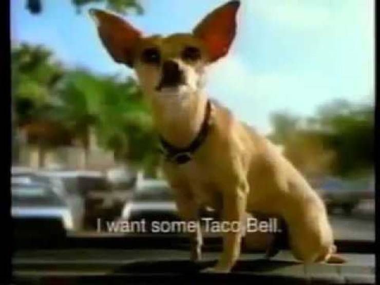 chihuahua spot taco bell