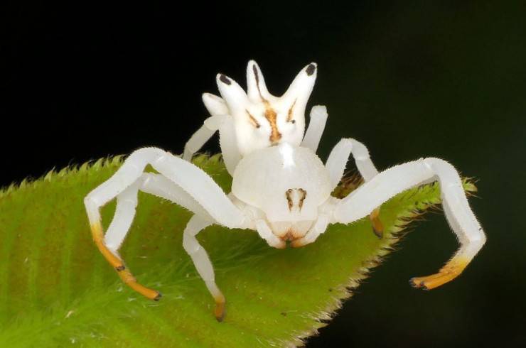 tomisidi ragno granchio animali cannibali