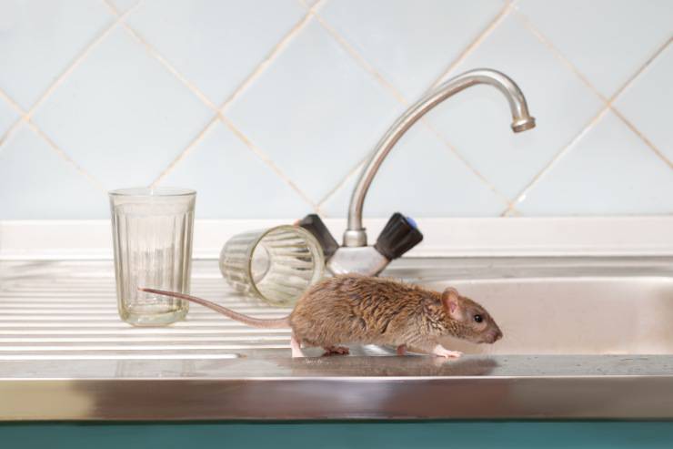 topolino domestico può bere acqua