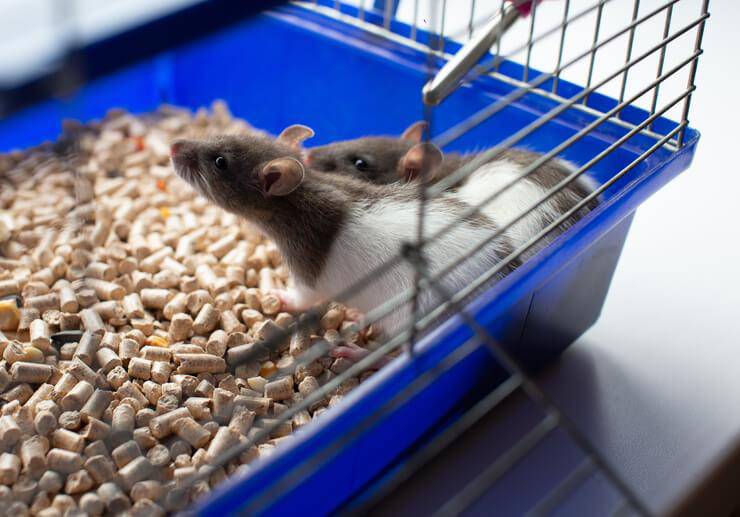 il topolino può mangiare cibo per gatti