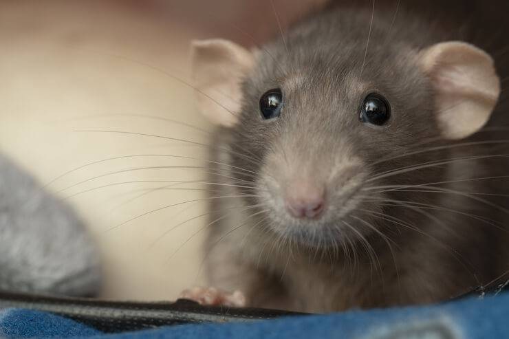 il topolino può mangiare cibo per gatti
