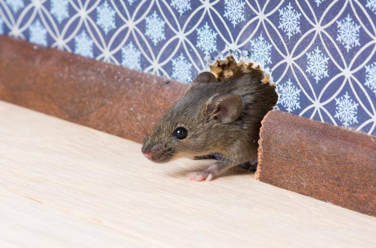 topi domestici sono rumorosi