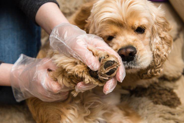 tumore alla zampa del cane