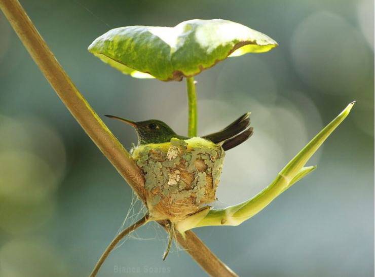 nido colibrì