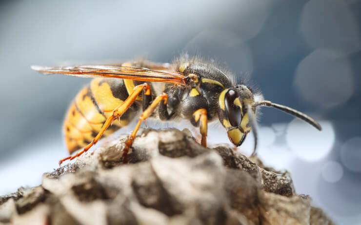 Come eliminare un nido di vespe