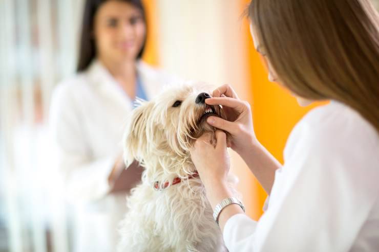 veterinario intossicazione da acqua nel cane