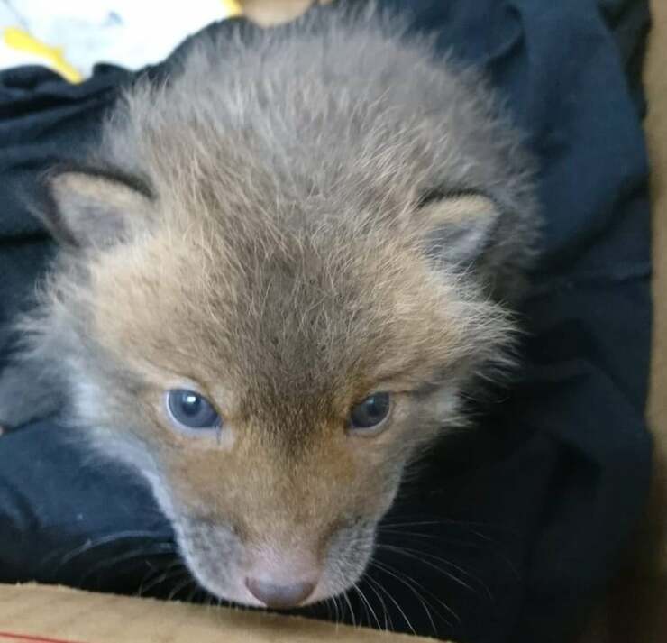 Cucciolo di volpe 