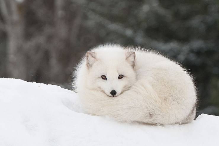 volpe artica animali che cambiano colore