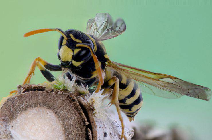 La vespa è un insetto carnivoro