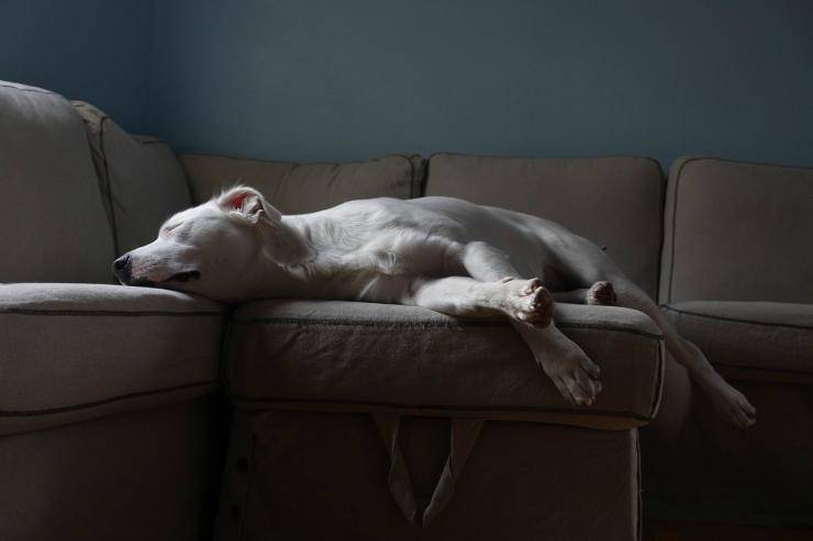 Il cane che dorme sul divano (Foto Pixabay)