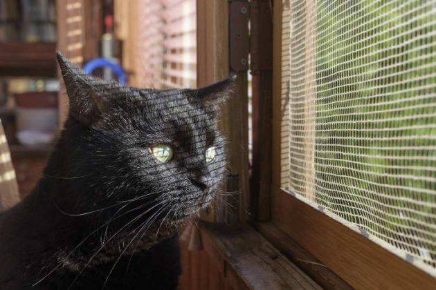 Zanzariera Porta Per Gatti Antigraffio - Doppia Cerniera, Ideale Per Evitare Fughe Di Animali - Foto 11