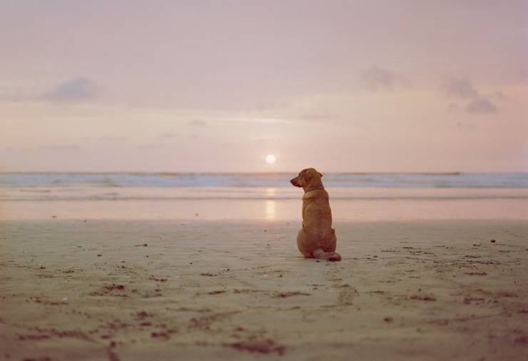 cane in spiaggia