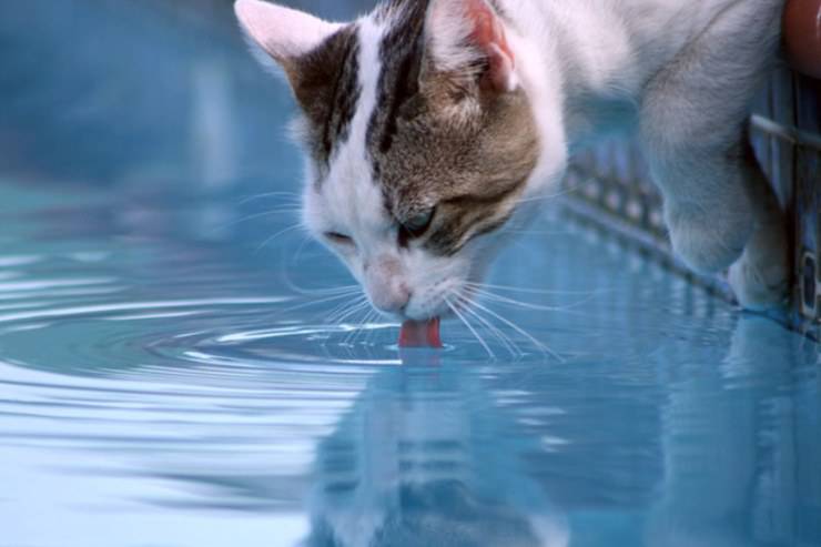 Intossicazione da acqua nel gatto: come riconoscerla e intervenire