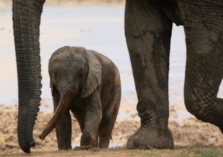 Le gravidanze più lunghe tra gli animali: tanto tempo per i loro cuccioli