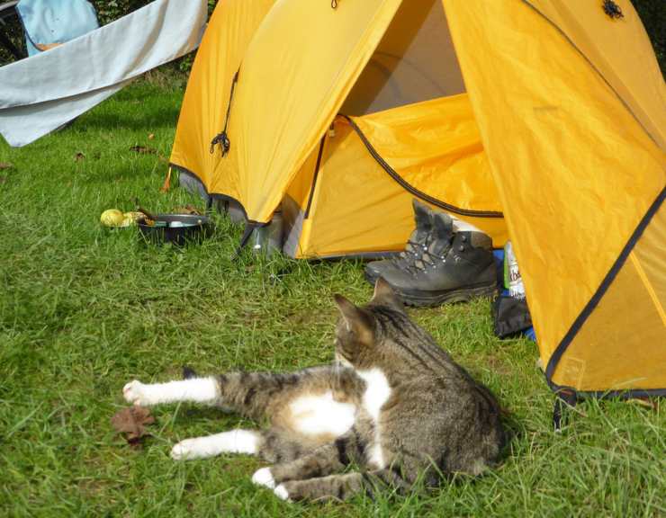 In campeggio con il gatto: vivere in tenda con il micio in vacanza