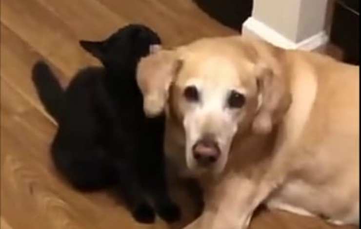 Amicizia animali (foto video)
