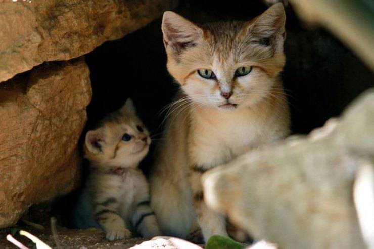 curiosità sui gatti delle sabbie