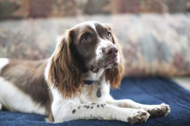 Springer spaniel inglese