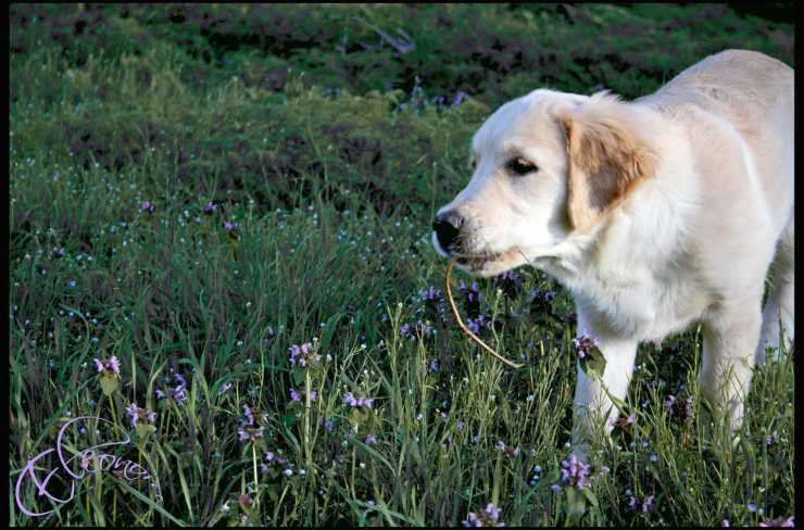 Punture di insetti nel cane: come comportarsi e quali rischi ci sono