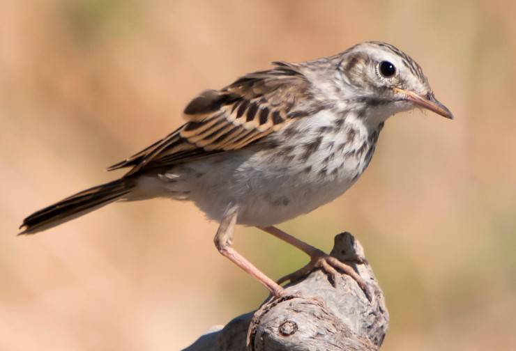 zampe uccelli passeriformi