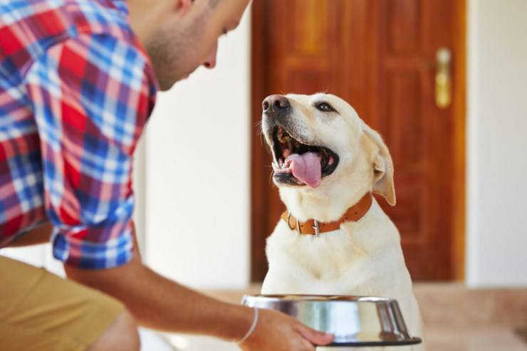 Perché il cane mangia velocemente?