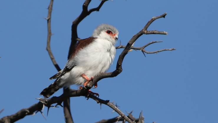 Il falco pigmeo africano