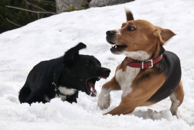 Come dividere cani che litigano (Foto Flickr)