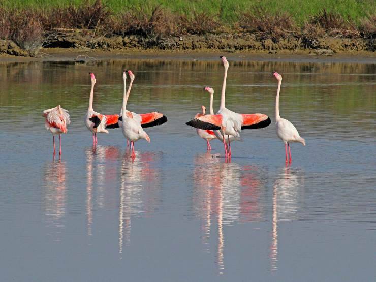 fenicotteri uccelli rosa