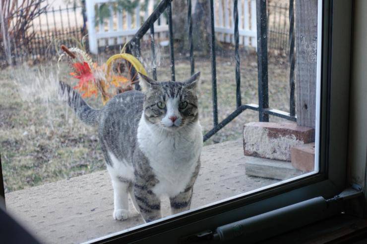 gatto e porte chiuse miagola uscire