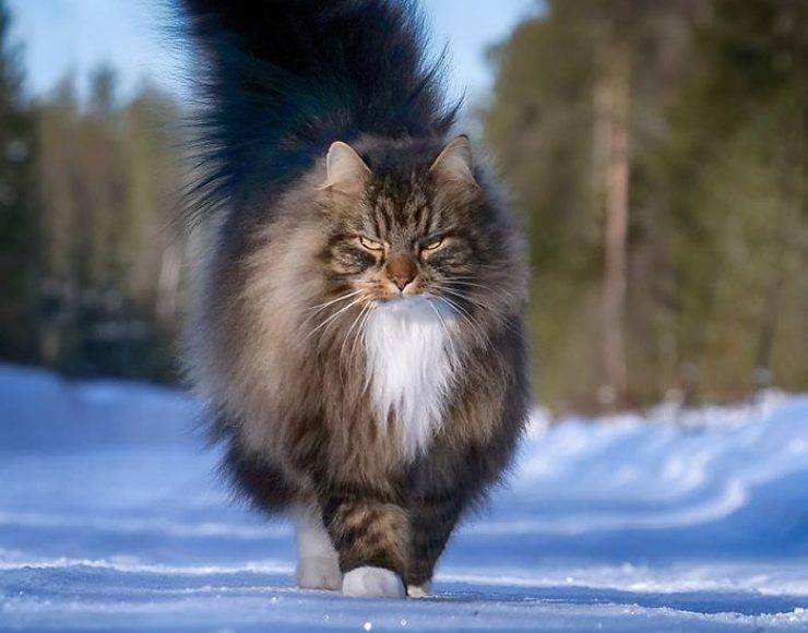 Gatto Norvegese delle Foreste