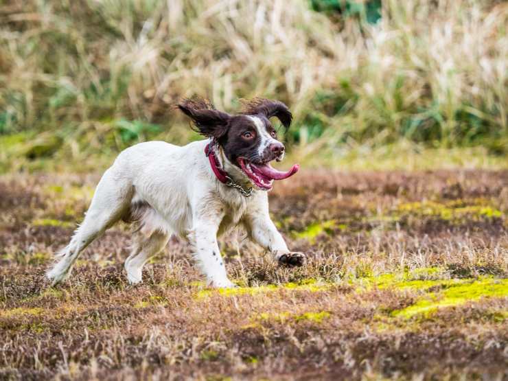 Springer spaniel inglese