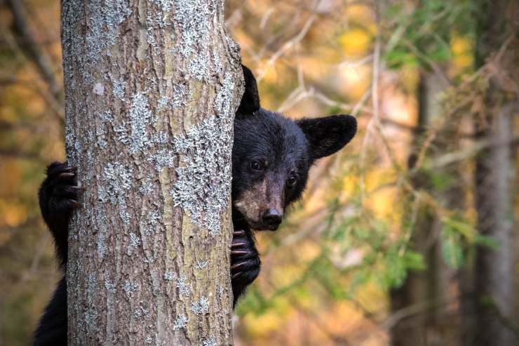 Storie di animali feroci che li rendono ancora più terrificanti