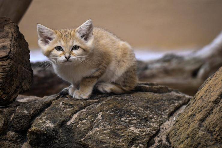 curiosità sui gatti delle sabbie