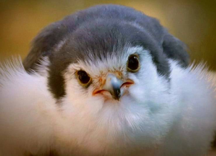 Il falco pigmeo africano