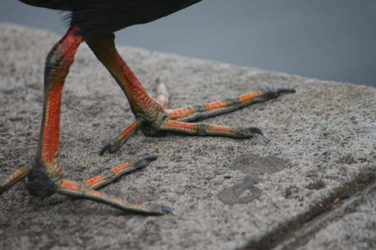 Le zampe degli uccelli: come funzionano queste meraviglie della natura