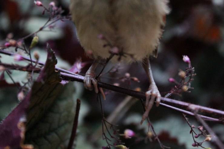 Le zampe degli uccelli: come funzionano queste meraviglie della natura