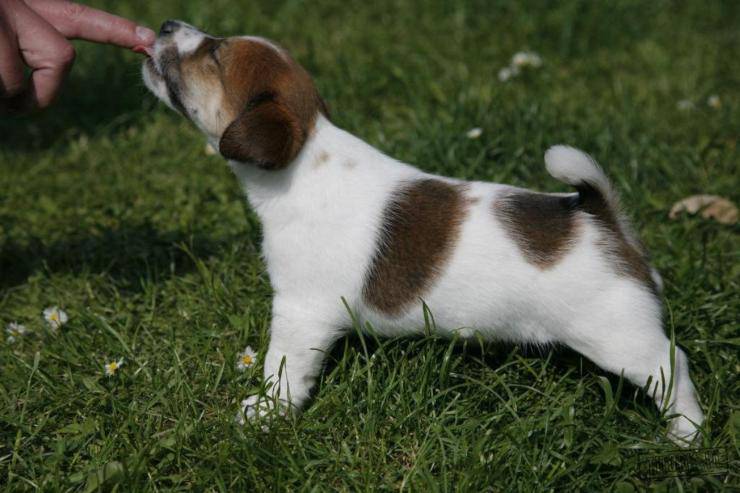 Adottare un cucciolo di Jack Russell Terrier