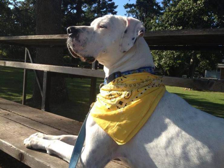 Cosa significa il fiocco giallo sul collare del cane? I simboli da riconoscere