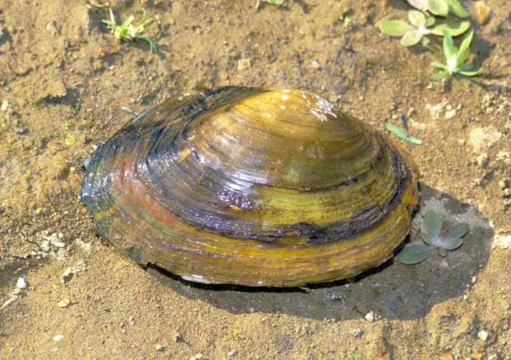 Cozze di acqua dolce